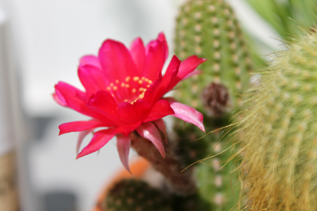 cactusflower1