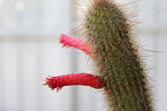 cactusflower2