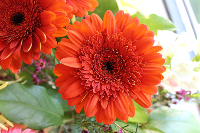 flowers2