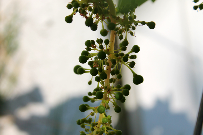 grapes