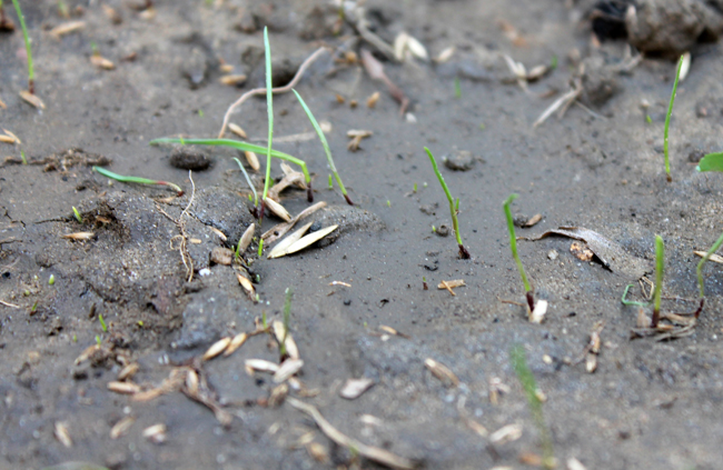 grass