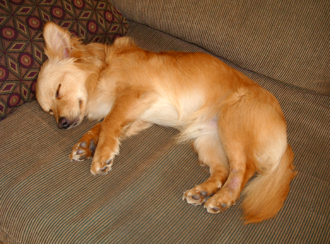 After all of the excitement on his adoption day, Bo needed a serious nap! :)