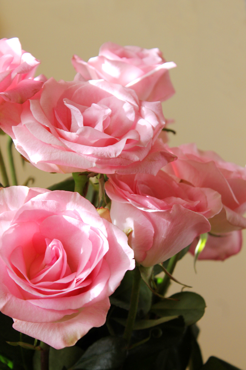 Walker got me some pink anniversary roses!