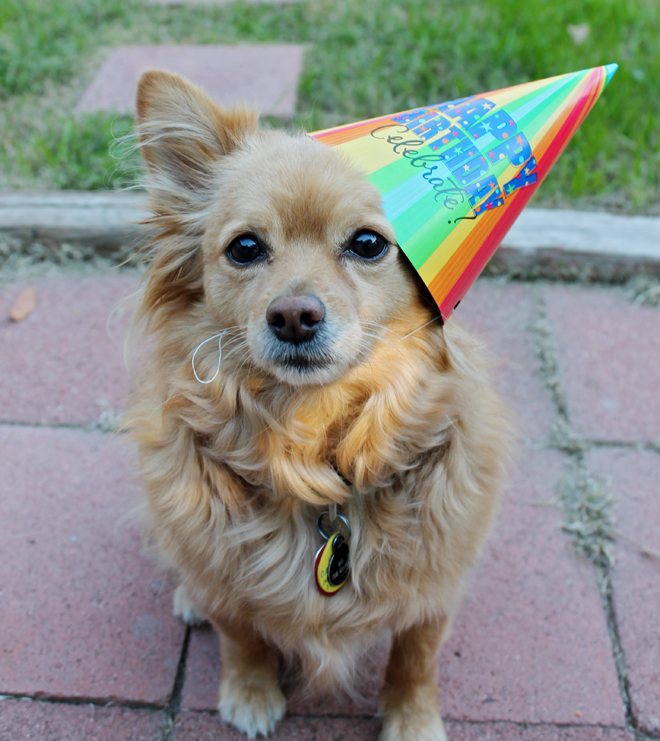 HappyBirthdayBo