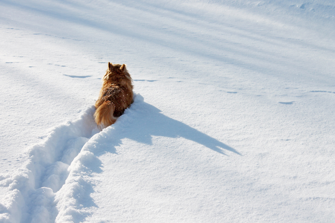 Bo LOVES the snow!