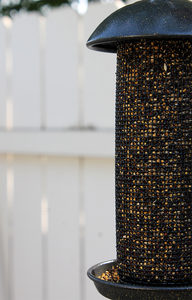 BirdFeeder4