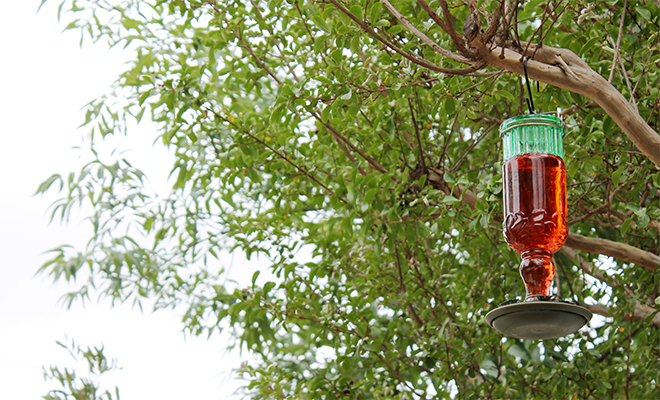 The hummingbird feeder is located in the tree above the other feeders but it doesn't get much action. So we are moving it to the other side, near the hibiscus and grape plants.