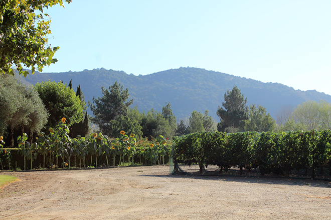 As we drove away, I snapped one last picture of our engagement spot, which was tucked away among the trees!