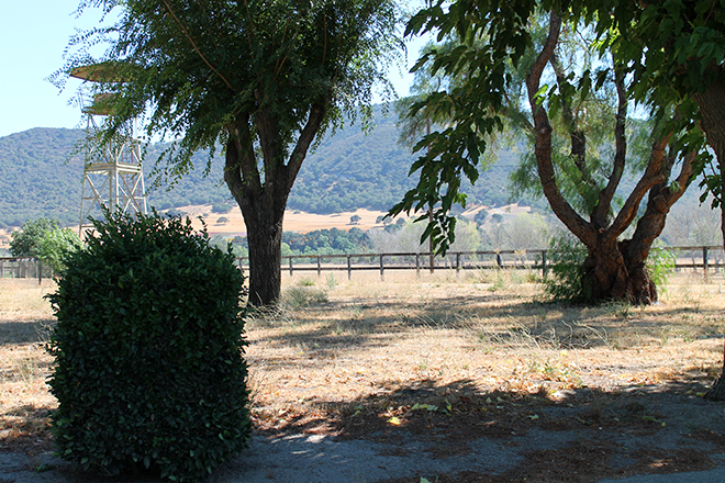 The view from our engagement spot in the grass, under the trees!