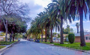 The gorgeous palm trees lining the street!